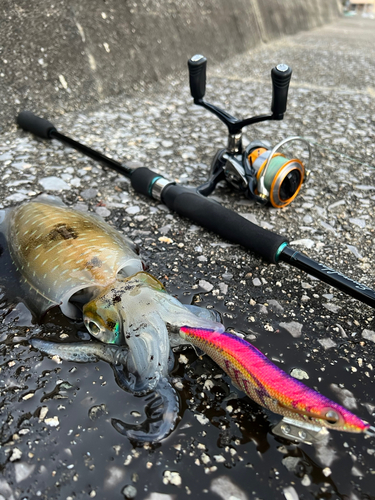 アオリイカの釣果