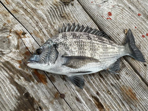 チヌの釣果