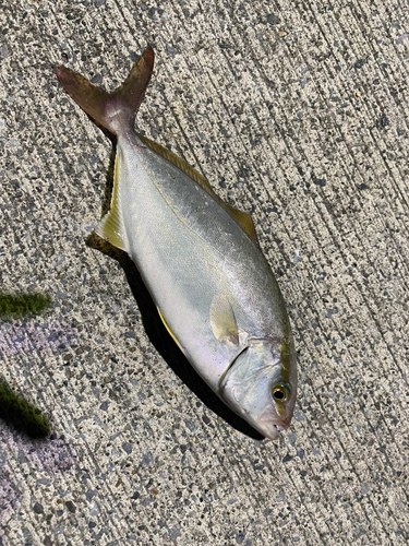 ショゴの釣果