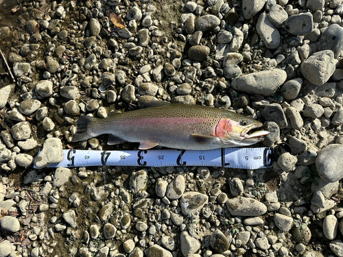 ニジマスの釣果