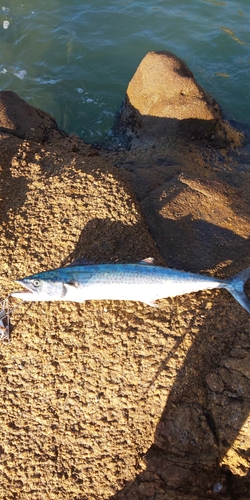 サゴシの釣果