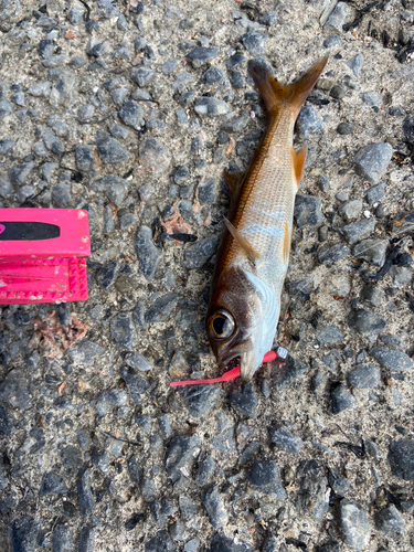 ムツの釣果