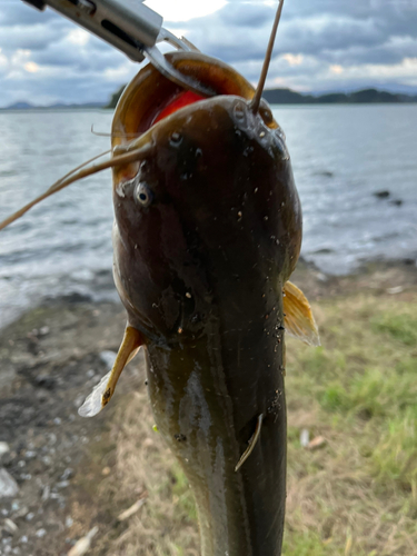 ナマズの釣果