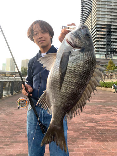 クロダイの釣果