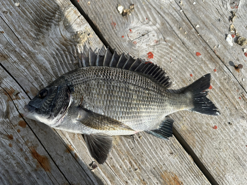 チヌの釣果