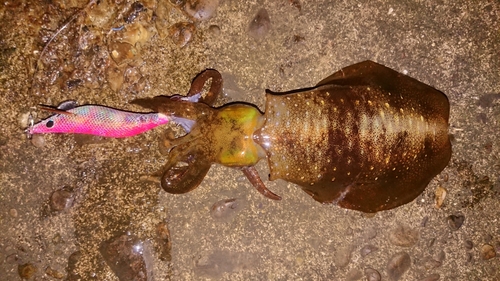 アオリイカの釣果