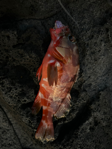 アカハタの釣果