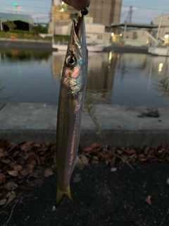 カマスの釣果