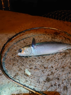 ボラの釣果