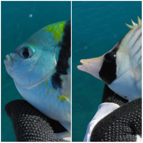 チョウチョウウオの釣果