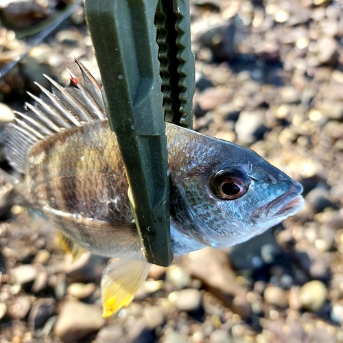 キビレの釣果