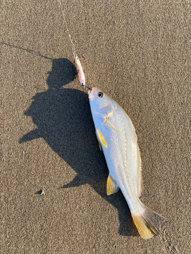 ニベの釣果