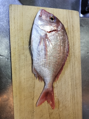 チダイの釣果