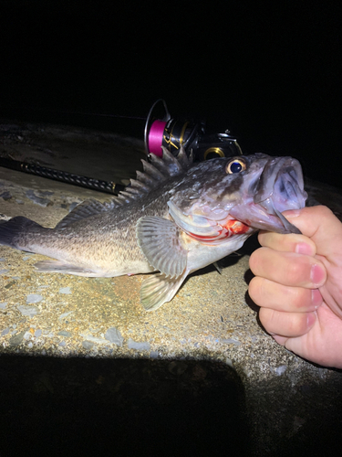 ソイの釣果