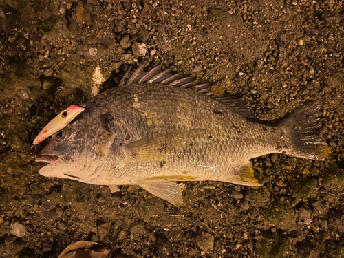 キビレの釣果