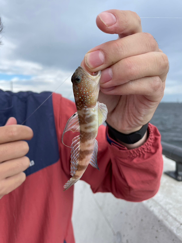 イトヒキハゼの釣果