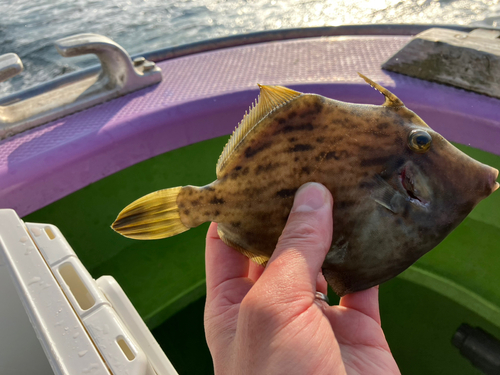 カワハギの釣果