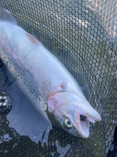 ニジマスの釣果