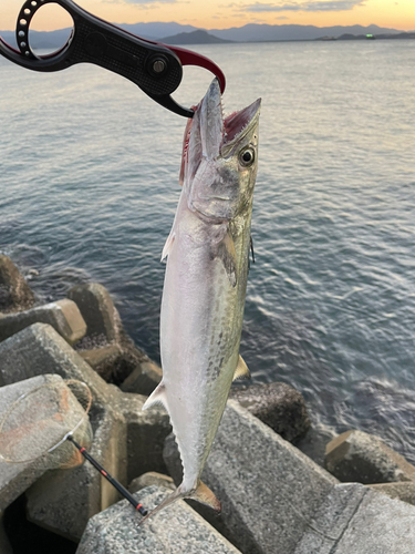 サゴシの釣果