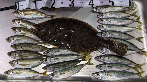 サバの釣果