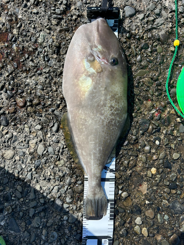 ウスバハギの釣果