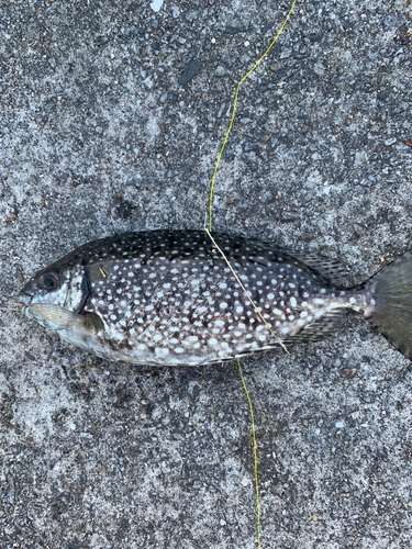 アイゴの釣果