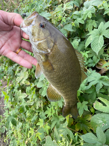 スモールマウスバスの釣果