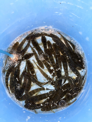 大師橋で釣れたハゼの釣り・釣果情報 - アングラーズ