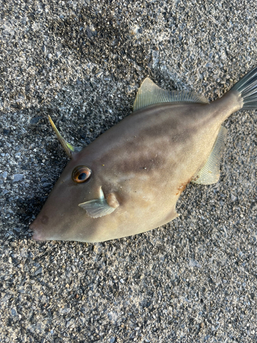 ウマヅラハギの釣果