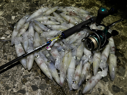 マメイカの釣果