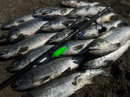 アキアジの釣果