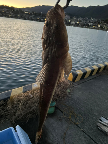 マゴチの釣果