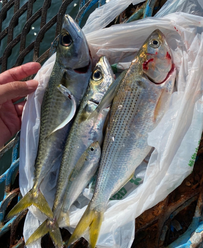 サバの釣果