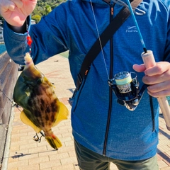 カワハギの釣果