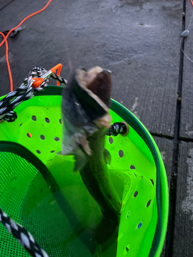 マアナゴの釣果