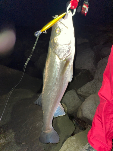 スズキの釣果