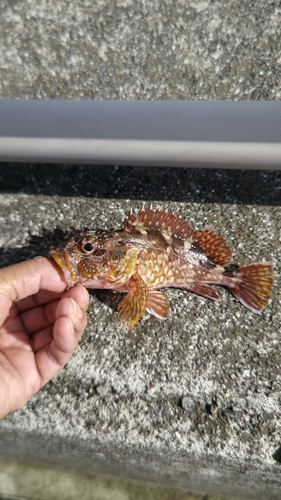 メバルの釣果