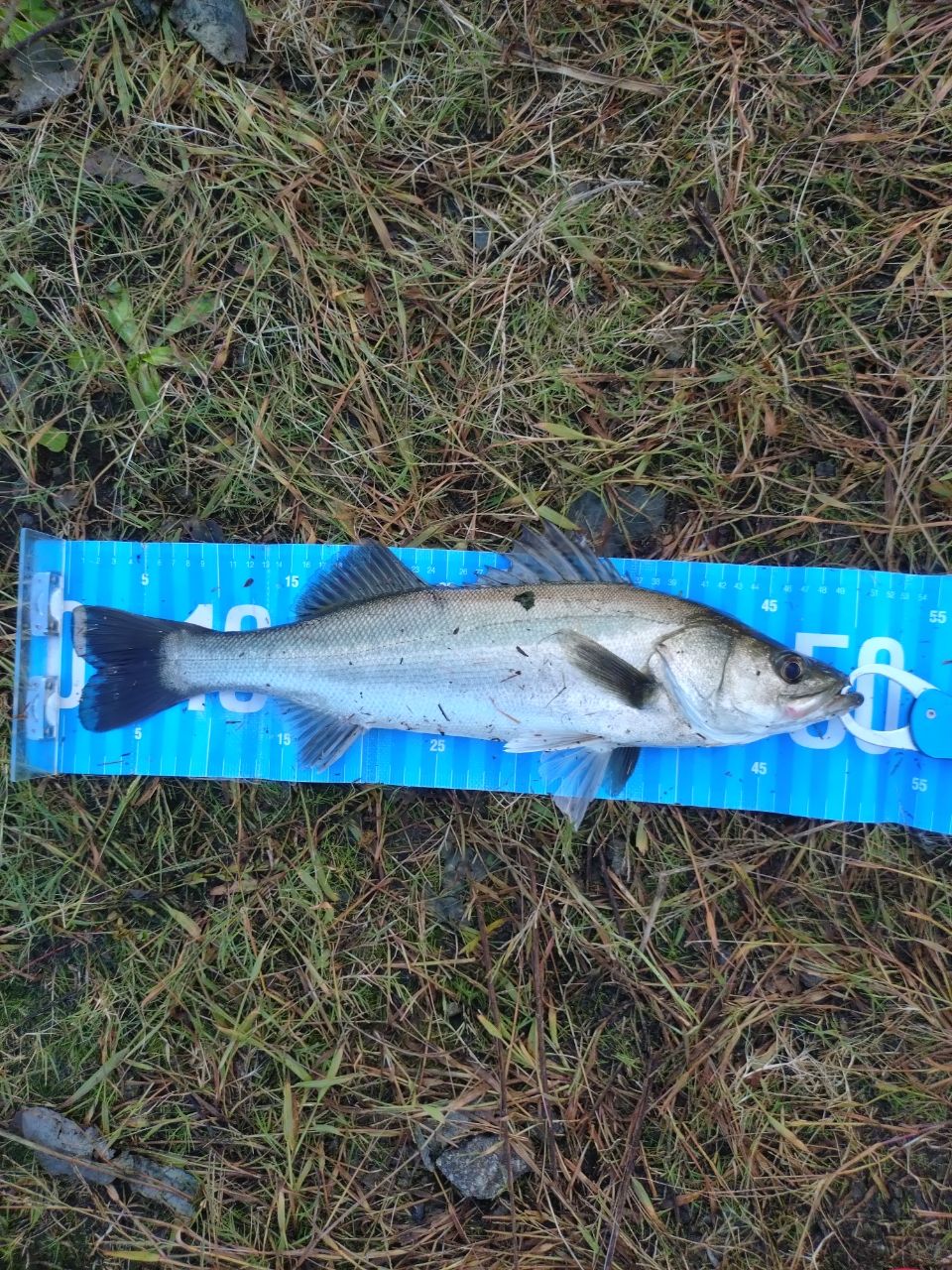 セイゴ（マルスズキ）