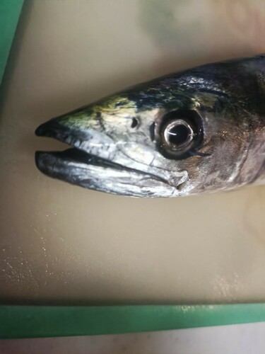 サゴシの釣果