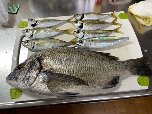 マアジの釣果