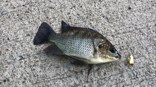 ナイルティラピアの釣果