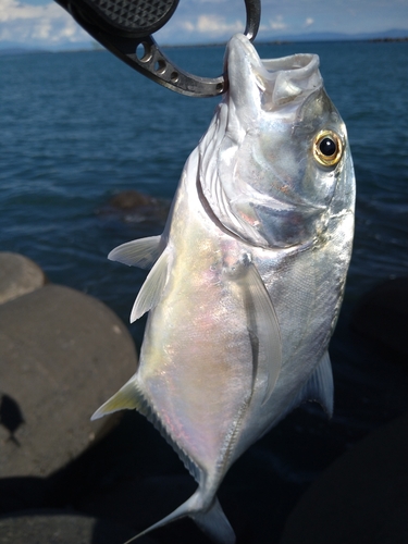 メッキの釣果