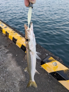 カマスの釣果