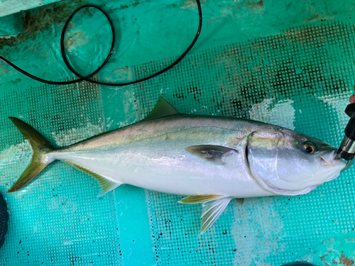 メジロの釣果