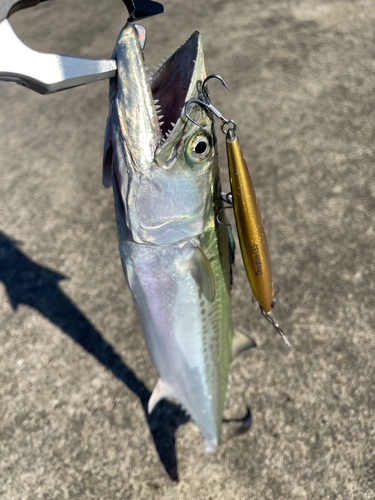 サゴシの釣果