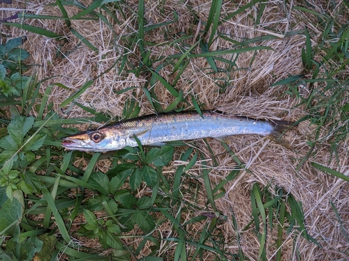 カマスの釣果