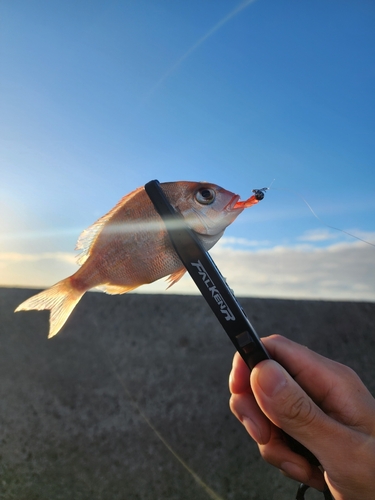 チャリコの釣果