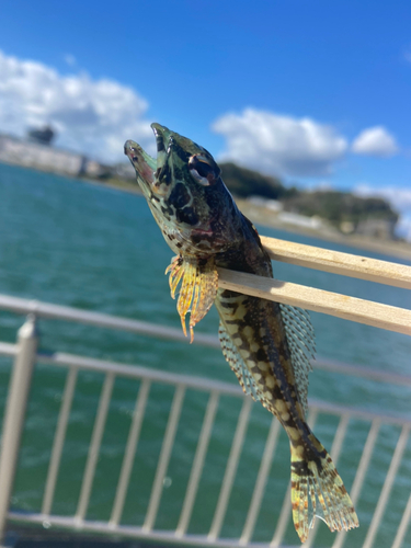 アサヒアナハゼの釣果