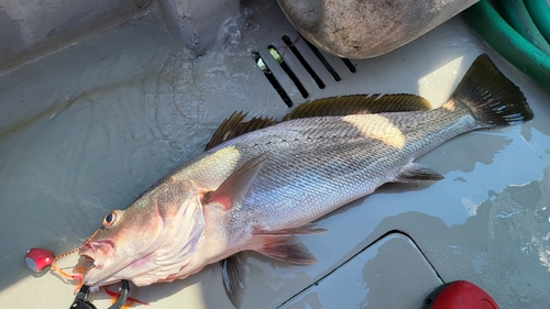 ニベの釣果