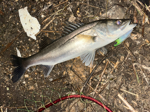 シーバスの釣果